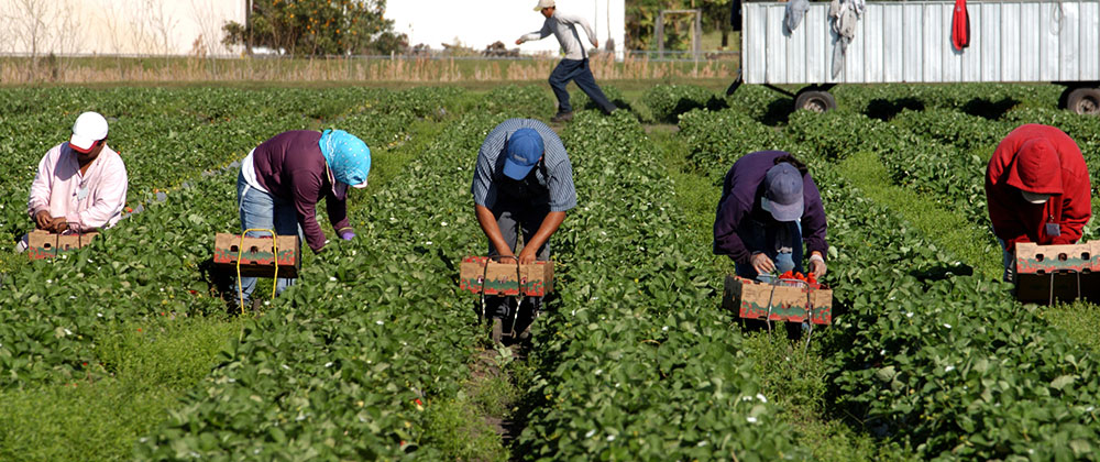 Undocumented Immigrant Workers