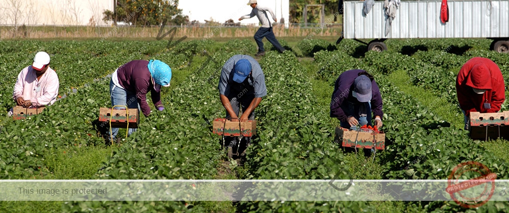 Undocumented Immigrant Workers